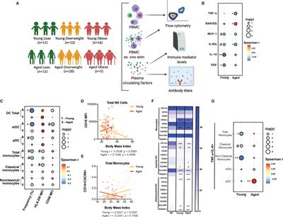 Obesity Correlates With Pronounced Aberrant Innate Immune Responses in Hospitalized Aged COVID-19 Patients